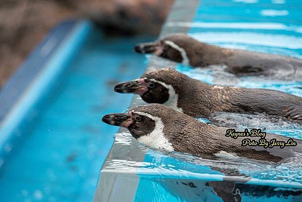 20240217【遊記§三重】鳥羽水族館(TOBA AQUA