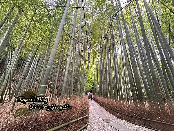 20240519【遊記§神奈川】鎌倉著名竹の庭景點~報國寺