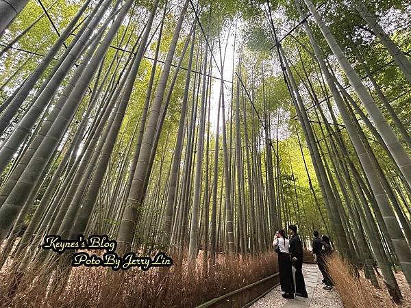 20240519【遊記§神奈川】鎌倉著名竹の庭景點~報國寺