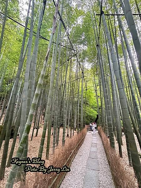 20240519【遊記§神奈川】鎌倉著名竹の庭景點~報國寺