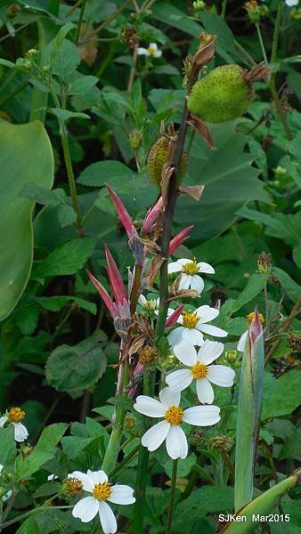 23-DSCN6833.JPG