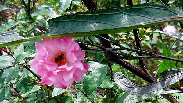 85-DSCN2611.JPG