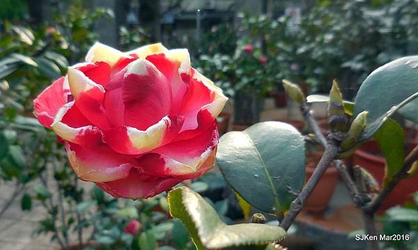 54-DSCN6648.JPG