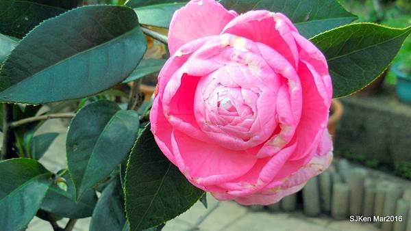 58-DSCN6653.JPG