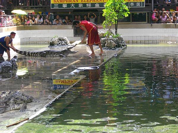 賺賣命錢的鱷魚秀師傅.JPG