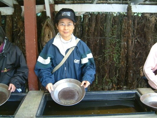 紐西蘭南島(二)仙蒂鎮、福斯冰河