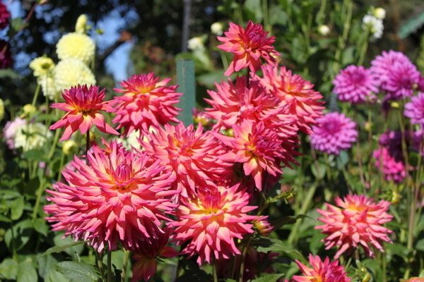 布查花園