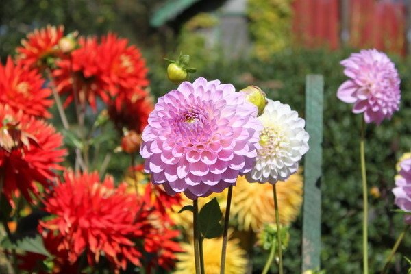 布查花園