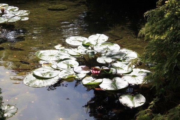 布查花園