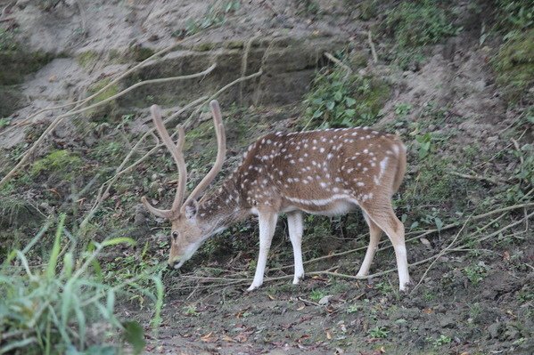 尼泊爾(五) 奇旺國家公園