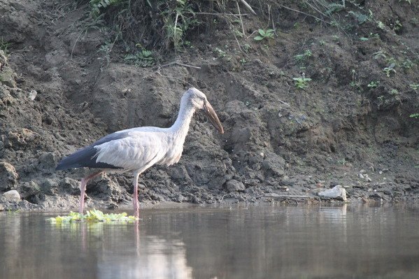 尼泊爾(五) 奇旺國家公園