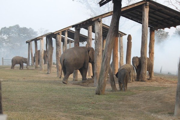 尼泊爾(五) 奇旺國家公園