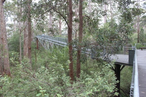 西澳洲(四)潘伯頓巨樹谷公園、羊駝農場、鯨魚世界