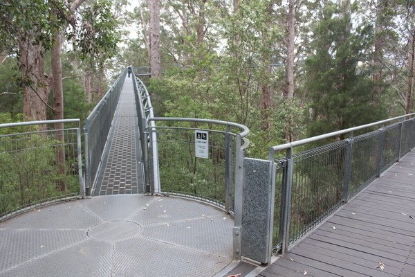 西澳洲(四)潘伯頓巨樹谷公園、羊駝農場、鯨魚世界