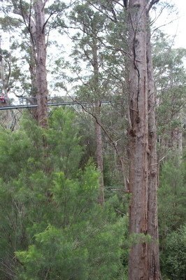 西澳洲(四)潘伯頓巨樹谷公園、羊駝農場、鯨魚世界