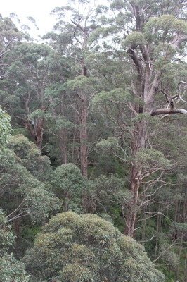 西澳洲(四)潘伯頓巨樹谷公園、羊駝農場、鯨魚世界