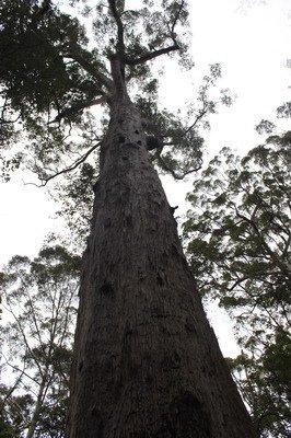 西澳洲(四)潘伯頓巨樹谷公園、羊駝農場、鯨魚世界