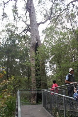 西澳洲(四)潘伯頓巨樹谷公園、羊駝農場、鯨魚世界