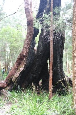 西澳洲(四)潘伯頓巨樹谷公園、羊駝農場、鯨魚世界