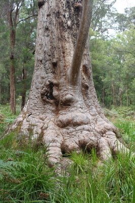 西澳洲(四)潘伯頓巨樹谷公園、羊駝農場、鯨魚世界