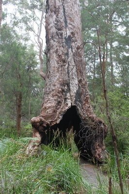 西澳洲(四)潘伯頓巨樹谷公園、羊駝農場、鯨魚世界