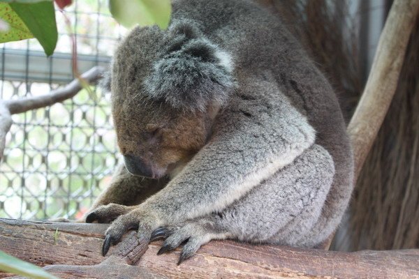 西澳洲(四)潘伯頓巨樹谷公園、羊駝農場、鯨魚世界