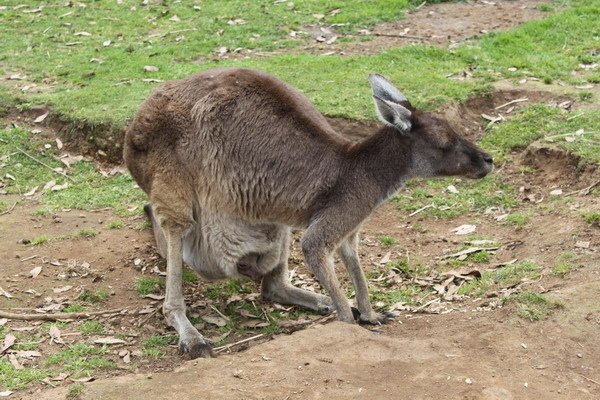 西澳洲(四)潘伯頓巨樹谷公園、羊駝農場、鯨魚世界