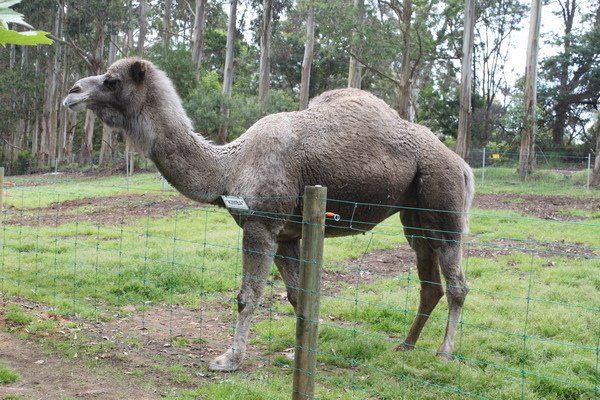 西澳洲(四)潘伯頓巨樹谷公園、羊駝農場、鯨魚世界