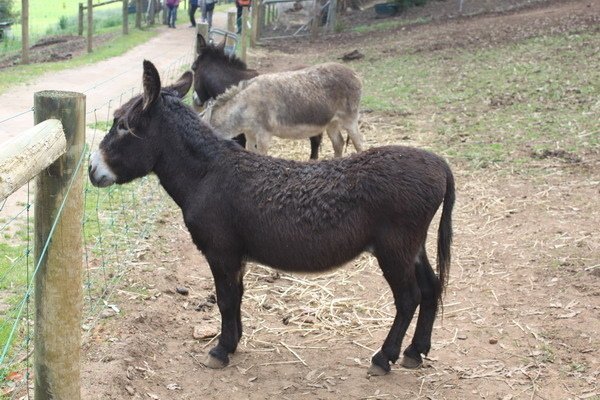 西澳洲(四)潘伯頓巨樹谷公園、羊駝農場、鯨魚世界