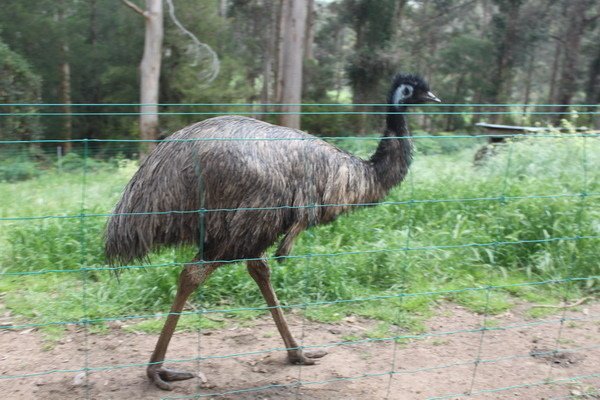 西澳洲(四)潘伯頓巨樹谷公園、羊駝農場、鯨魚世界