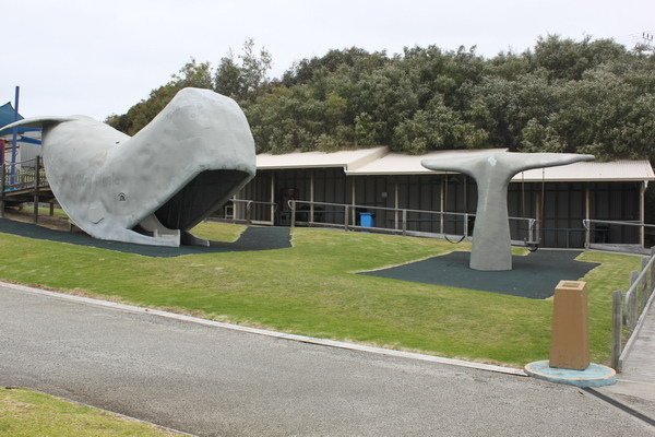 西澳洲(四)潘伯頓巨樹谷公園、羊駝農場、鯨魚世界