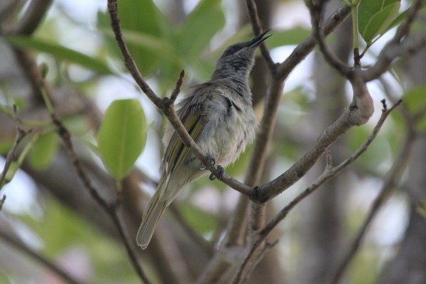 澳大利亞的鳥類