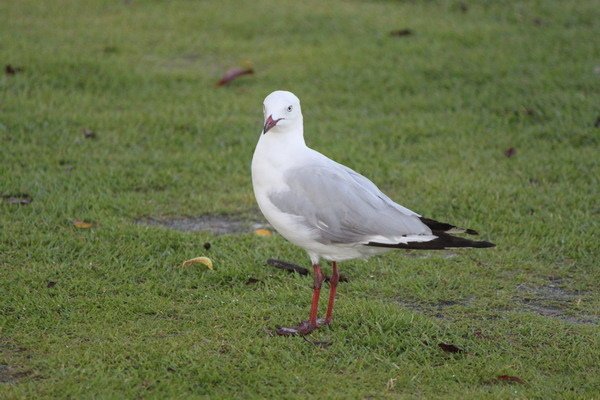 澳大利亞的鳥類