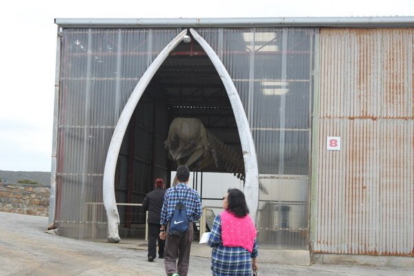 西澳洲(四)潘伯頓巨樹谷公園、羊駝農場、鯨魚世界