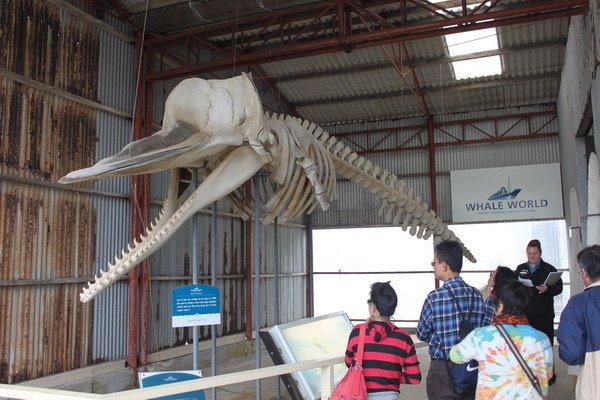 西澳洲(四)潘伯頓巨樹谷公園、羊駝農場、鯨魚世界