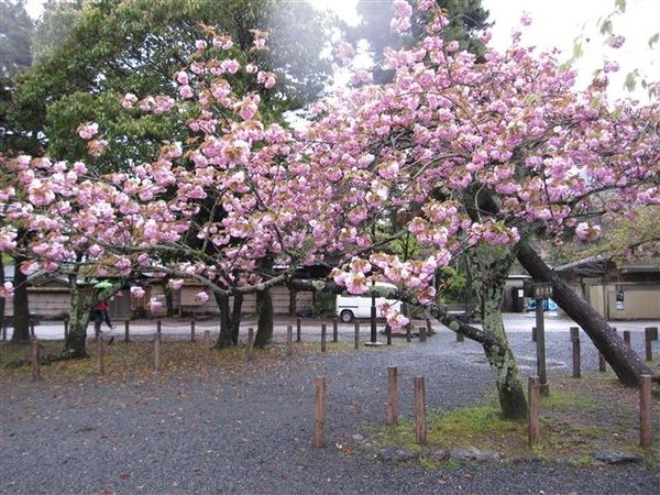 135_嵐山度月橋.JPG