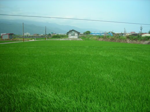 綠色大海