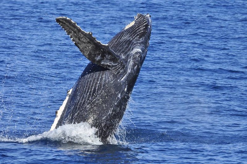 Brisbane-whales.jpg