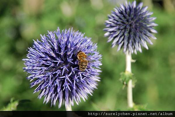 thistle