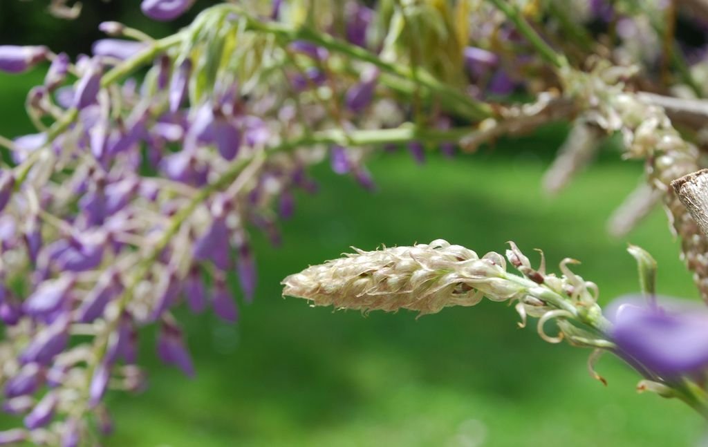 Wisteria