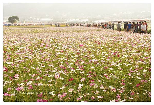 《台中》新社花海暨台中國際花毯節 (7).JPG