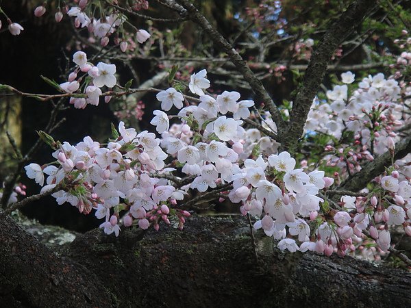 阿里山派出所-含羞待放的吉野櫻.JPG