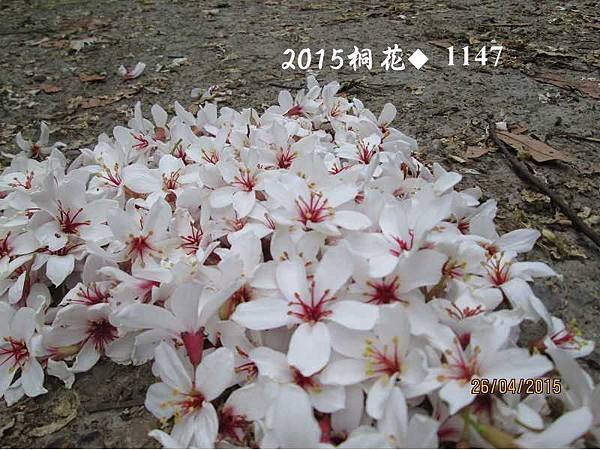2015桐花