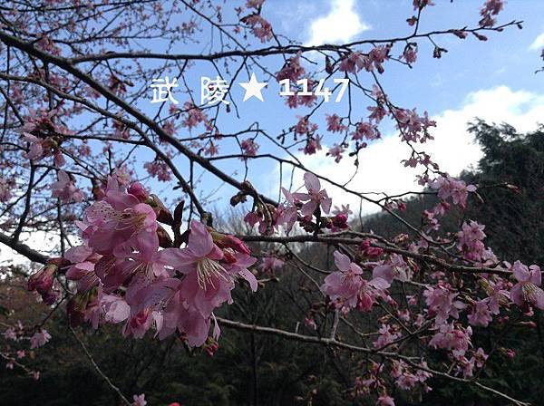 20160220武陵農場