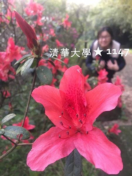 新竹清華大學