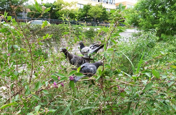 2012_8_24韓國首爾素食-清溪川-廣藏市場-樂天超市16