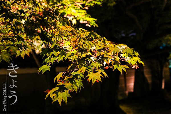 IMG_1131.jpg