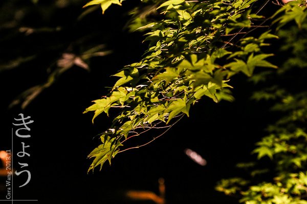 IMG_1632.jpg