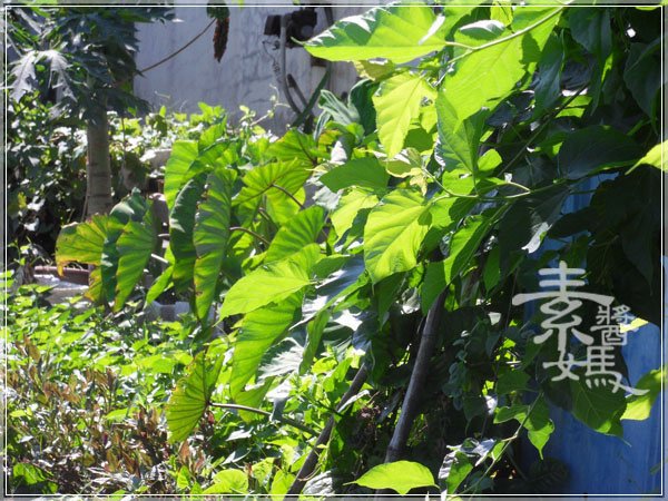 古早味-煮芋梗14.JPG