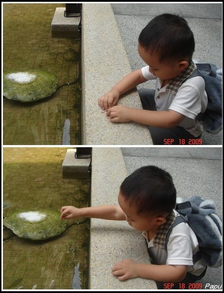 餵魚.jpg